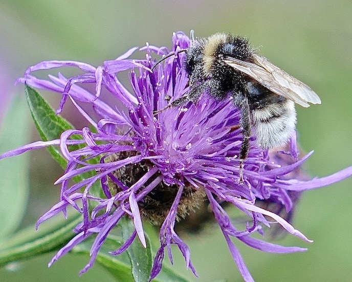 bumblebee